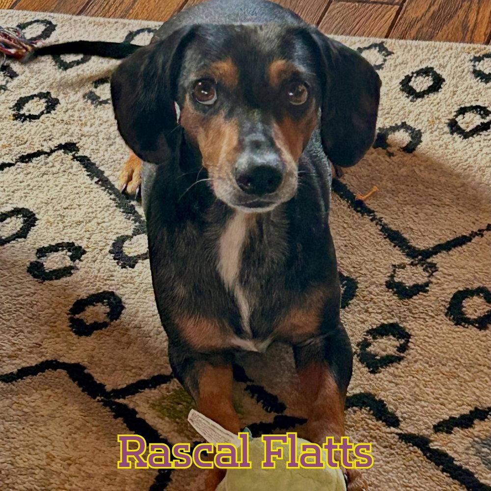 Rascal Flatts, a Adoptable Dachshund in San Antonio, TX image 1/3