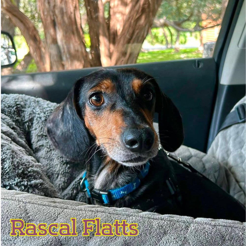 Rascal Flatts, a Adoptable Dachshund in San Antonio, TX image 2/3