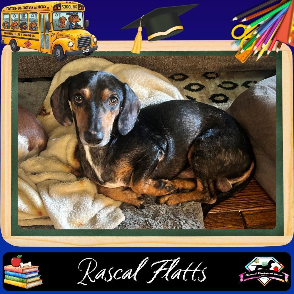 Rascal Flatts, a Adoptable Dachshund in San Antonio, TX image 3/3