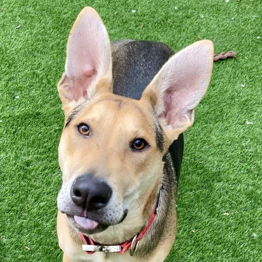 Stuart, Adoptable, Adult Male Shepherd & Mixed Breed.