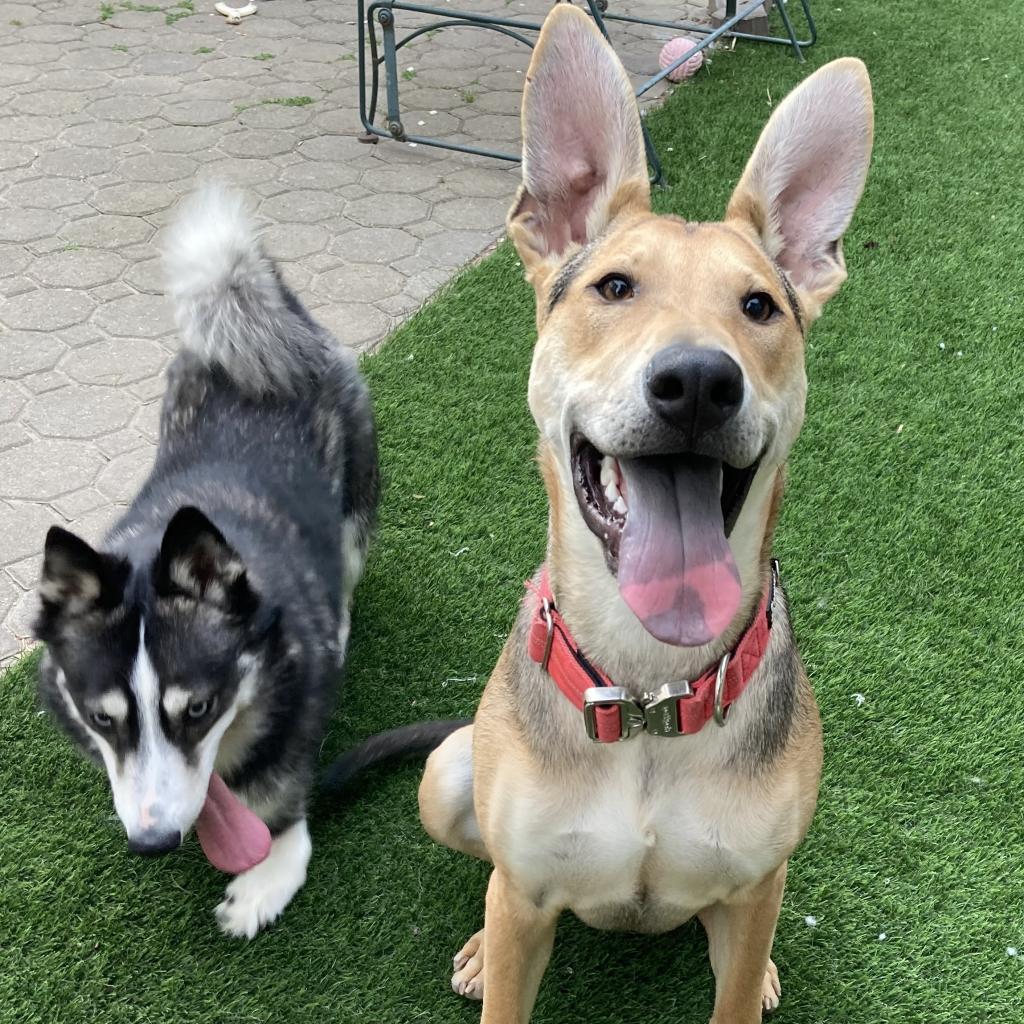 Enlarge Stuart, a Adoptable mixed breed in Pacific Grove, CA image 3/6