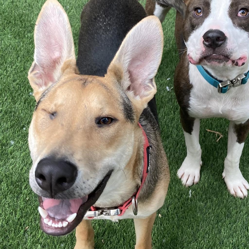 Enlarge Stuart, a Adoptable mixed breed in Pacific Grove, CA image 4/6