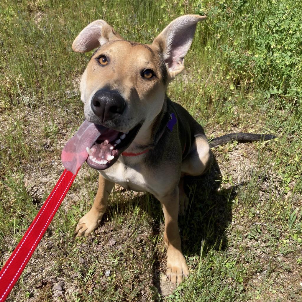 Enlarge Stuart, a Adoptable mixed breed in Pacific Grove, CA image 5/6