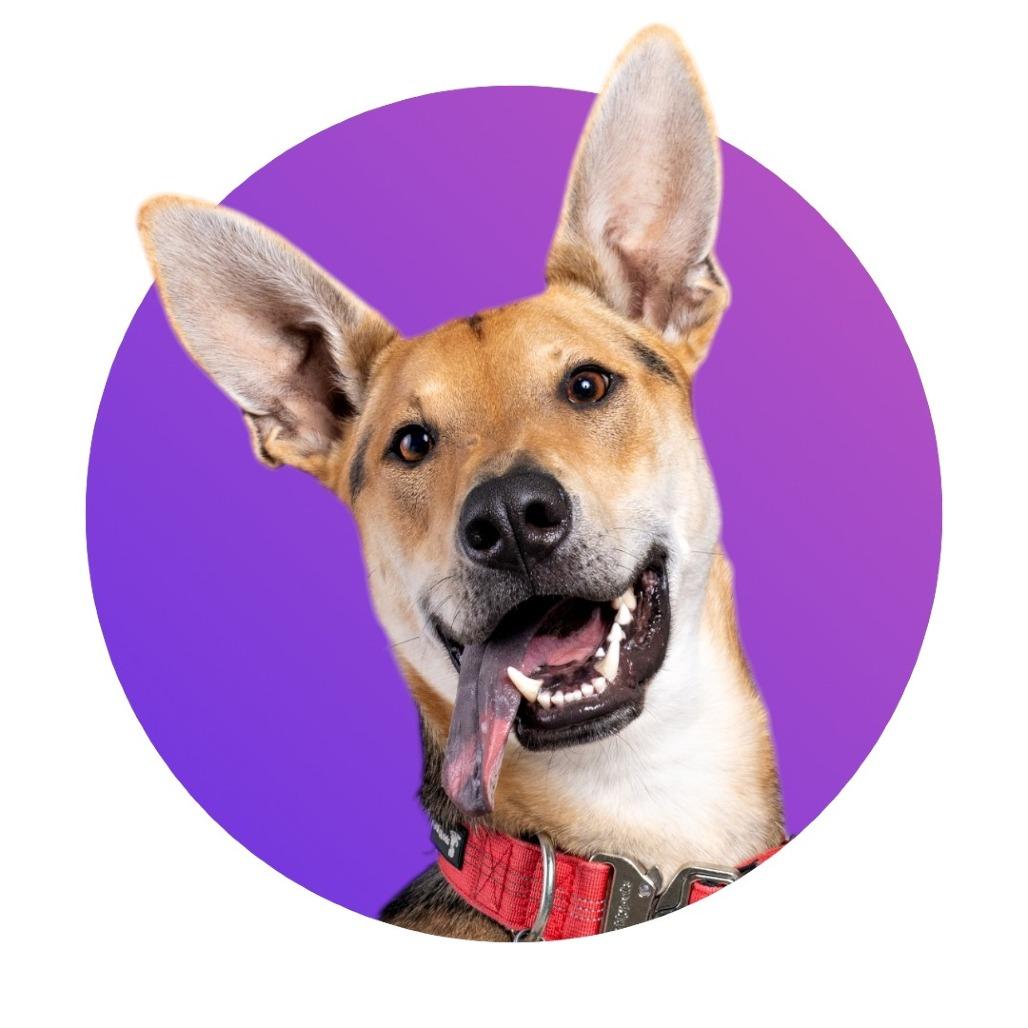 Enlarge Stuart, a Adoptable mixed breed in Pacific Grove, CA image 6/6