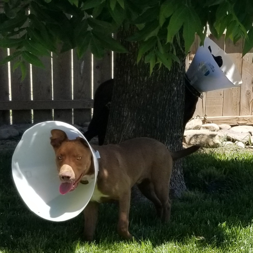Logan Red, a Adoptable mixed breed in Cantua Creek, CA image 1/8