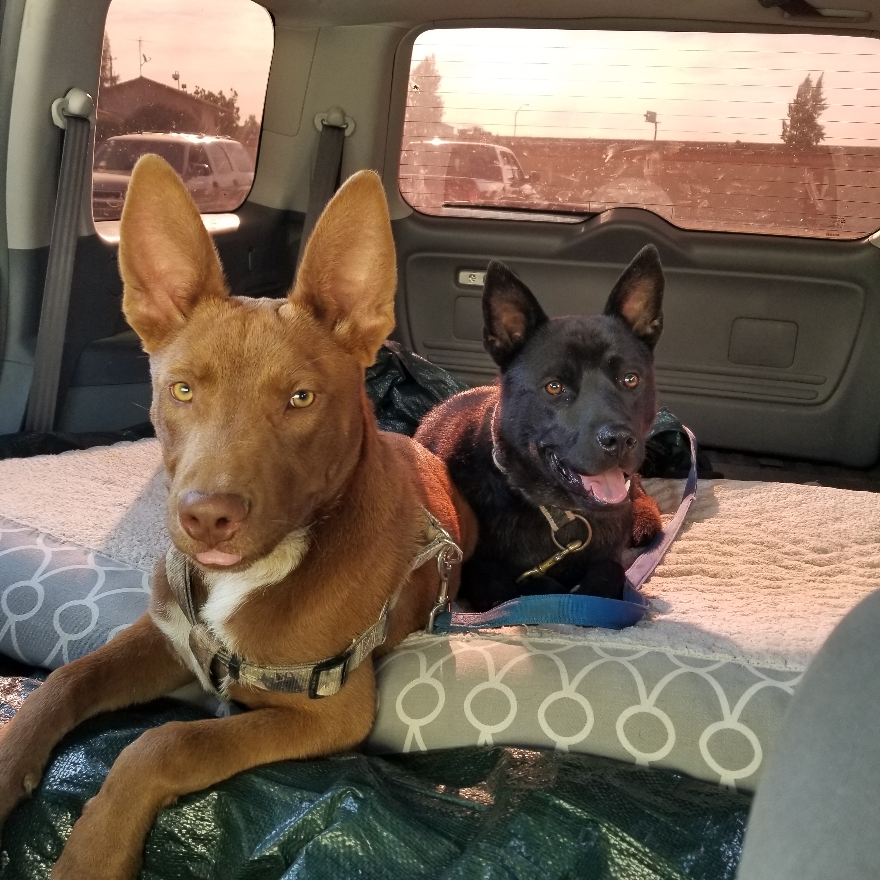 Logan Red, a Adoptable mixed breed in Cantua Creek, CA image 2/8