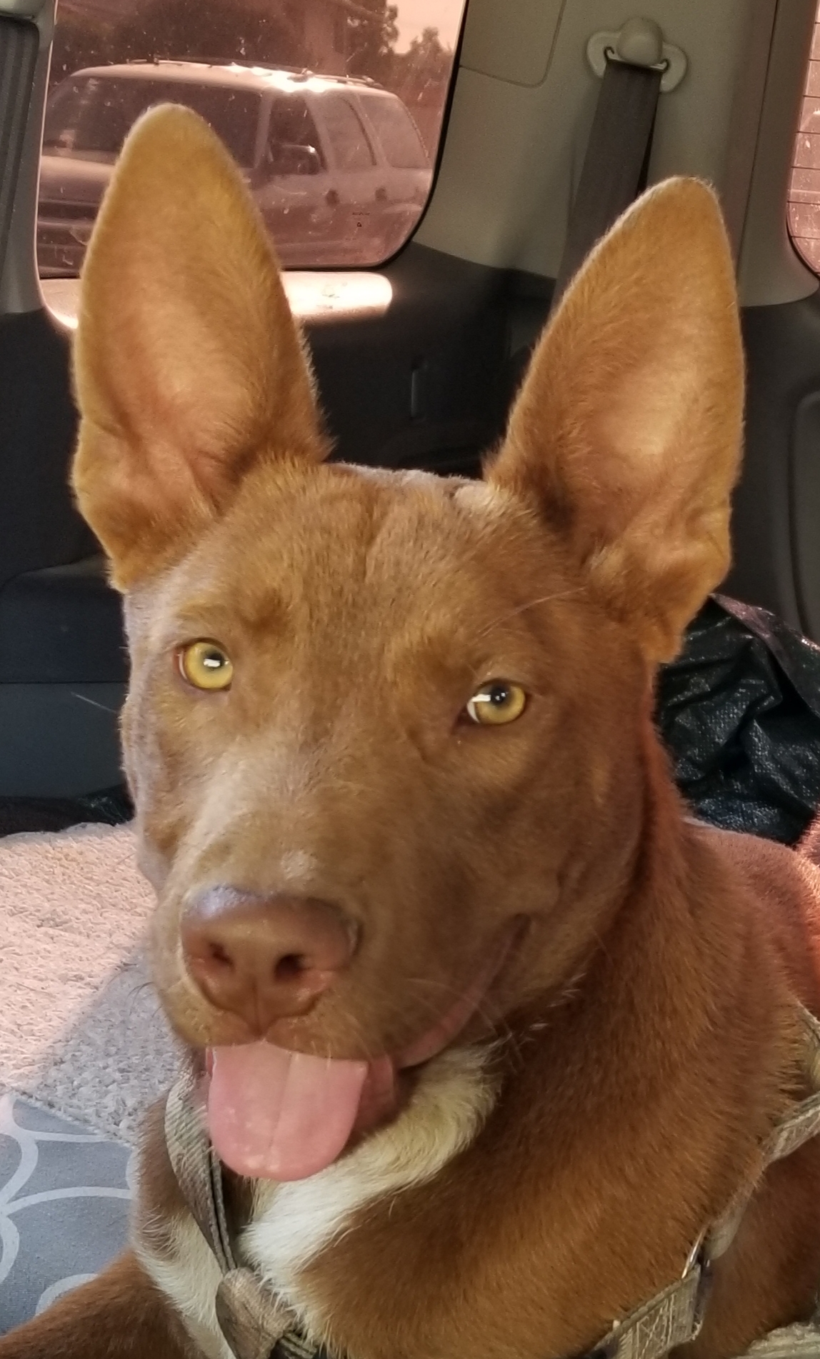 Logan Red, a Adoptable mixed breed in Cantua Creek, CA image 3/8