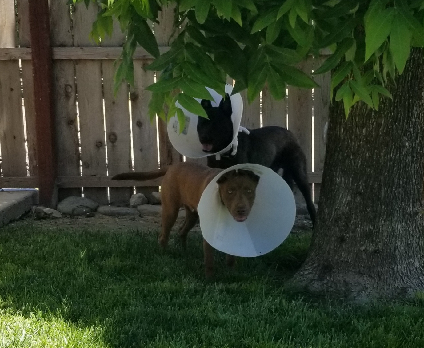 Logan Red, a Adoptable mixed breed in Cantua Creek, CA image 4/8