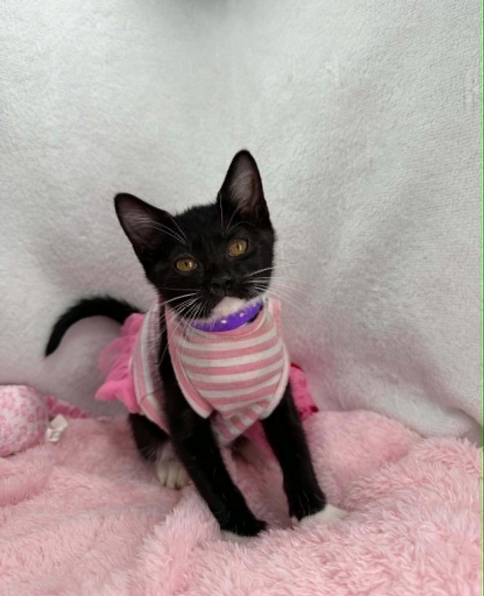 Enlarge Angel, a Adoptable Domestic Short Hair in Tavares, FL image 2/2