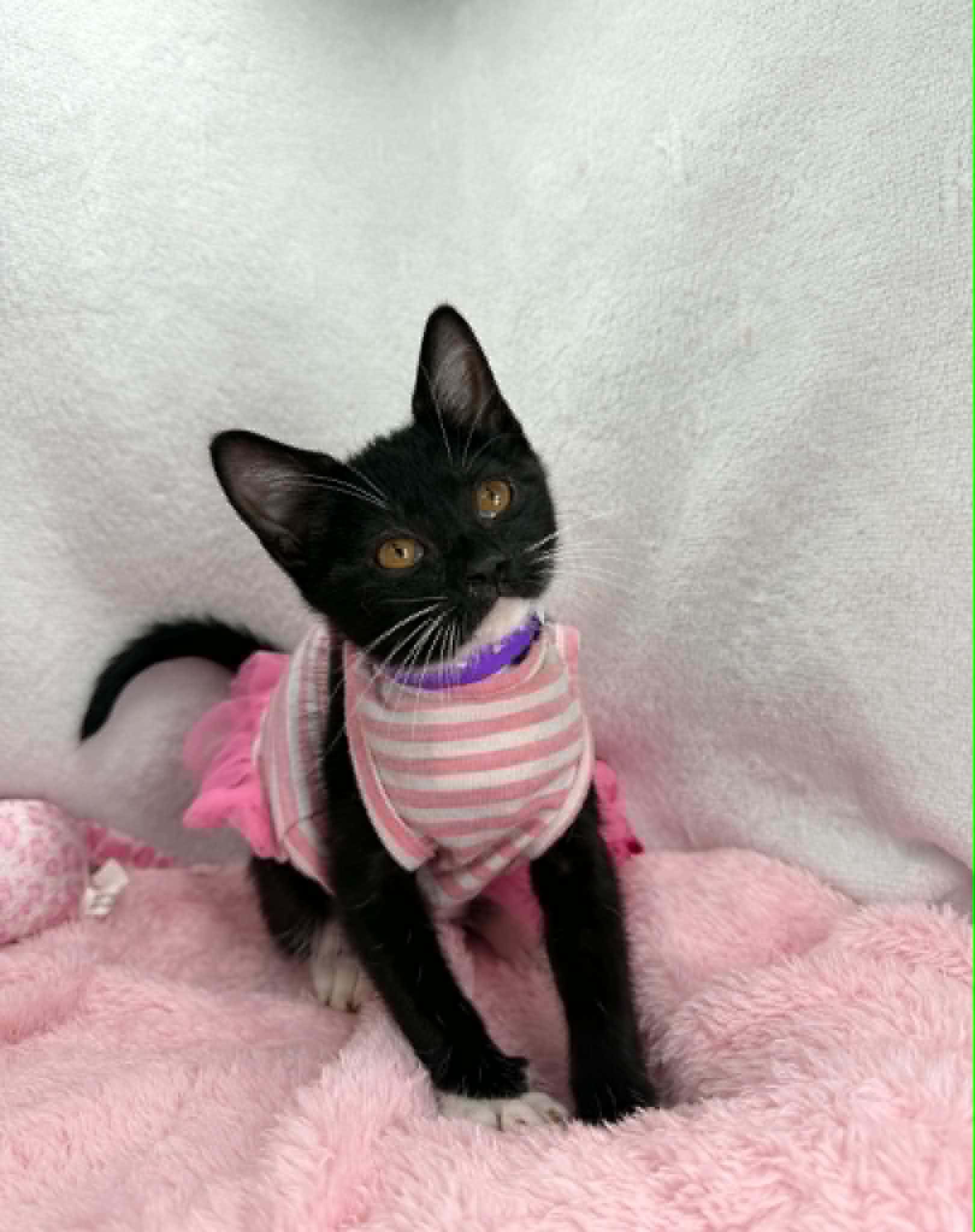 Angel, Adoptable, Young Female Domestic Short Hair.