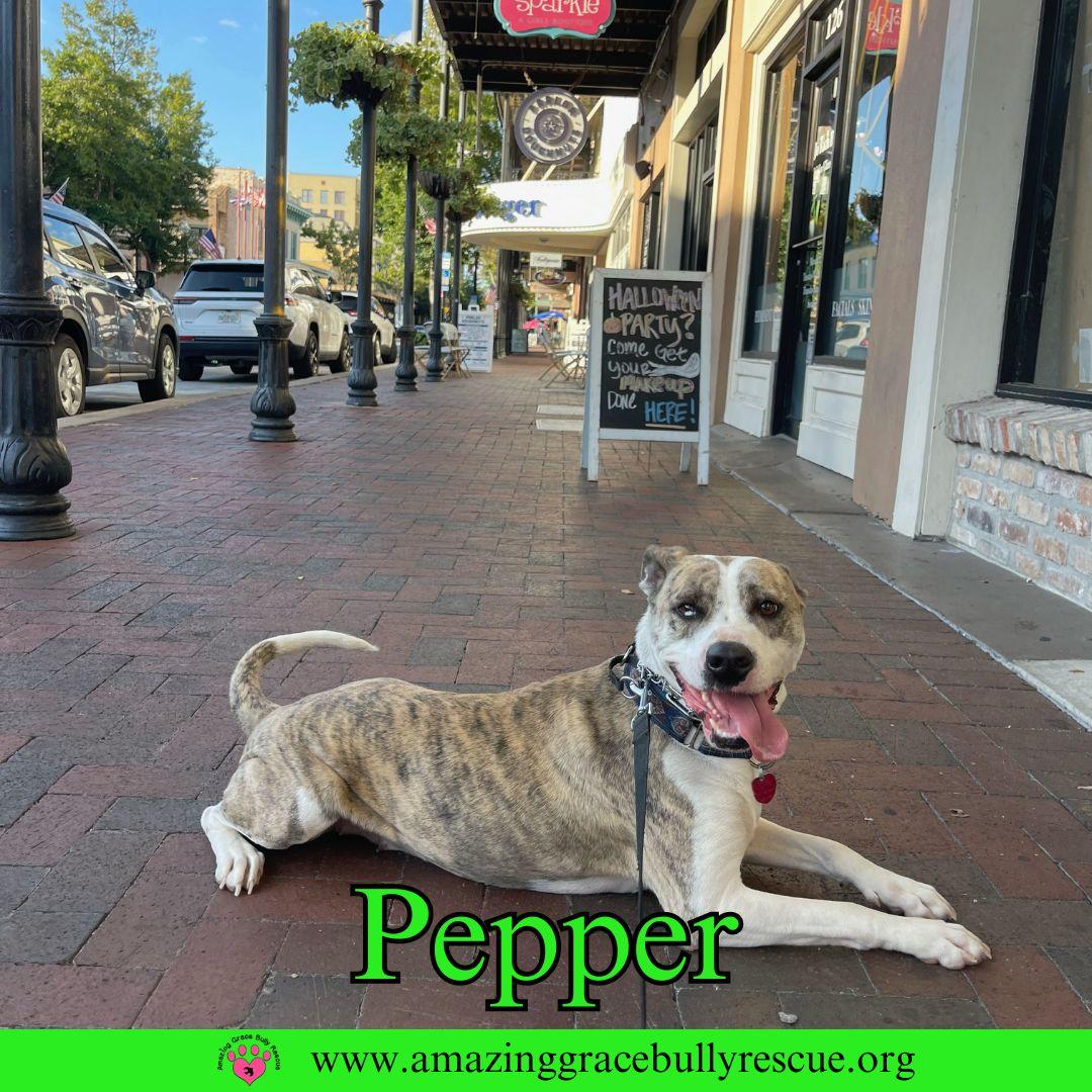 Pepper, Adoptable, Young Female American Staffordshire Terrier.