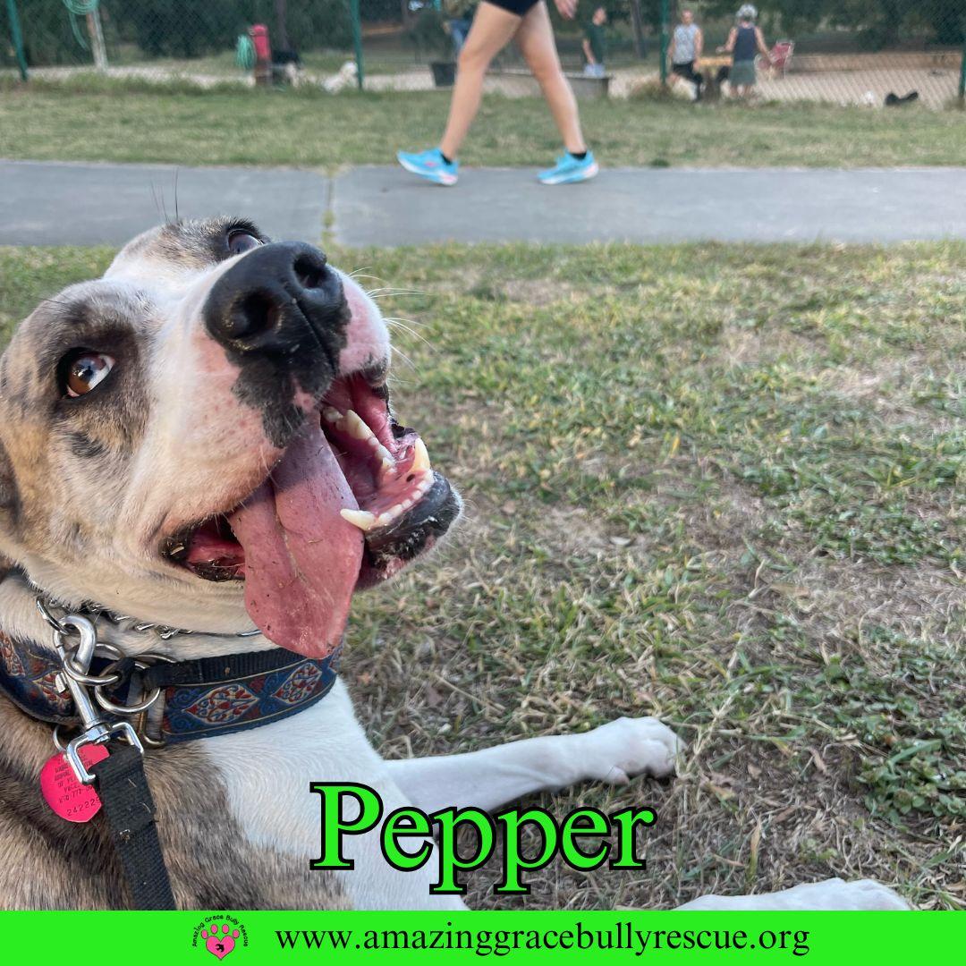 Pepper, a Adoptable American Staffordshire Terrier in Pensacola, FL image 2/3