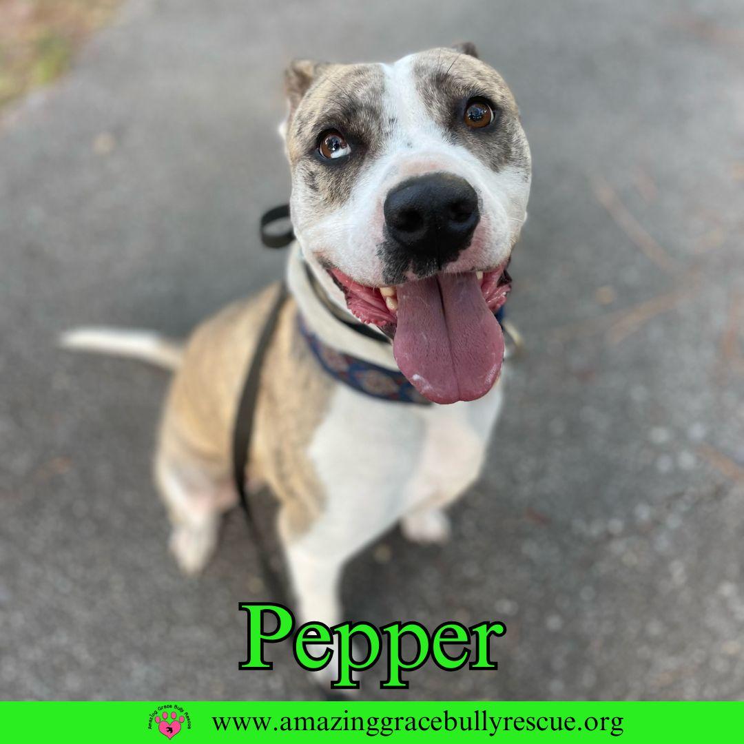 Pepper, a Adoptable American Staffordshire Terrier in Pensacola, FL image 3/3
