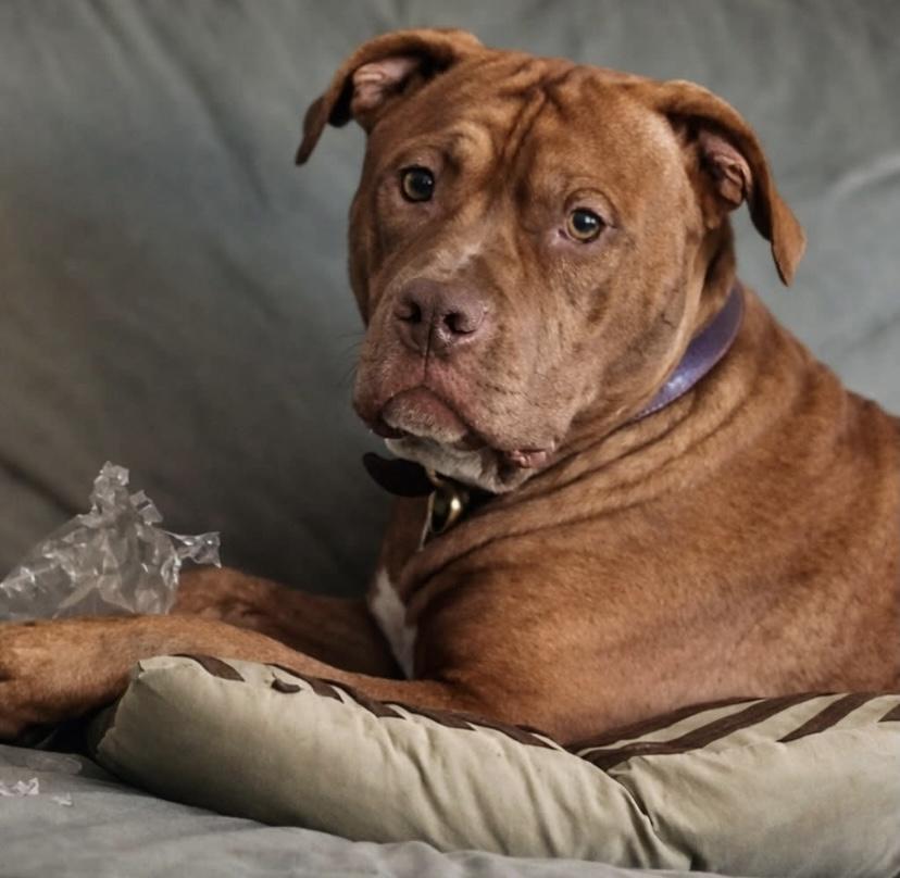 Kane, Adoptable, Young Male American Bully.