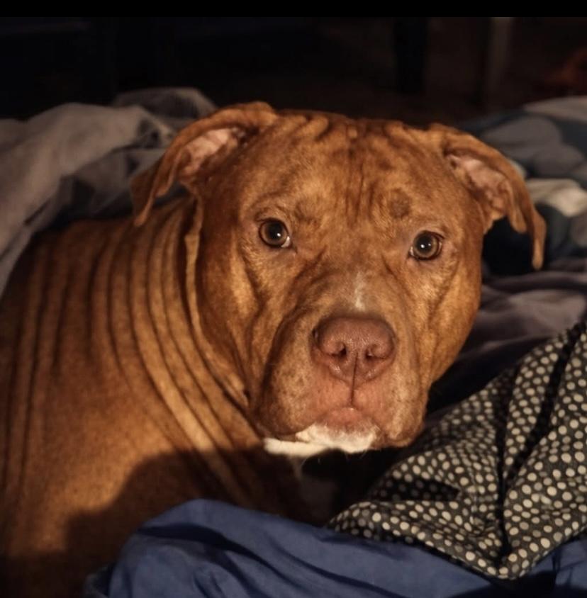 Enlarge Kane, a Adoptable mixed breed in Philadelphia, PA image 2/6