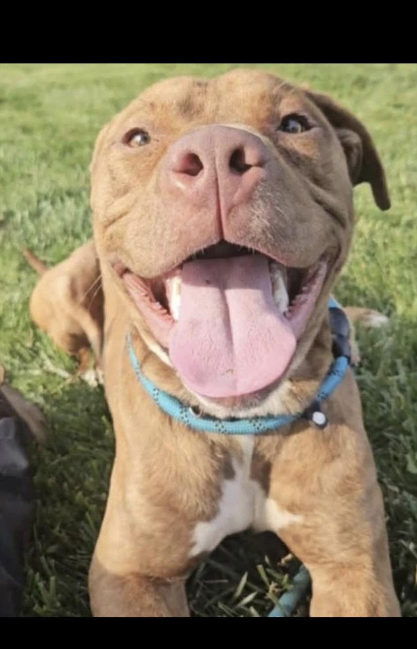 Kane, a Adoptable mixed breed in Philadelphia, PA image 1/6