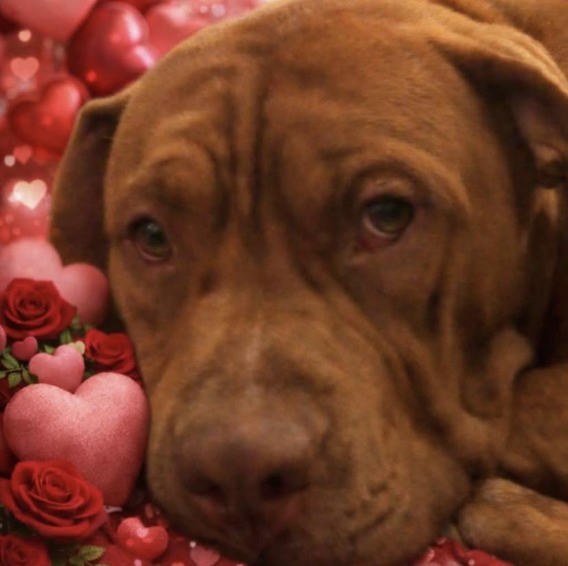 Enlarge Kane, a Adoptable mixed breed in Philadelphia, PA image 6/6