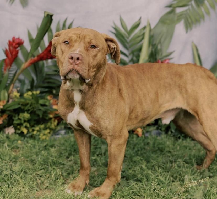 Kane, a Adoptable mixed breed in Philadelphia, PA image 4/6