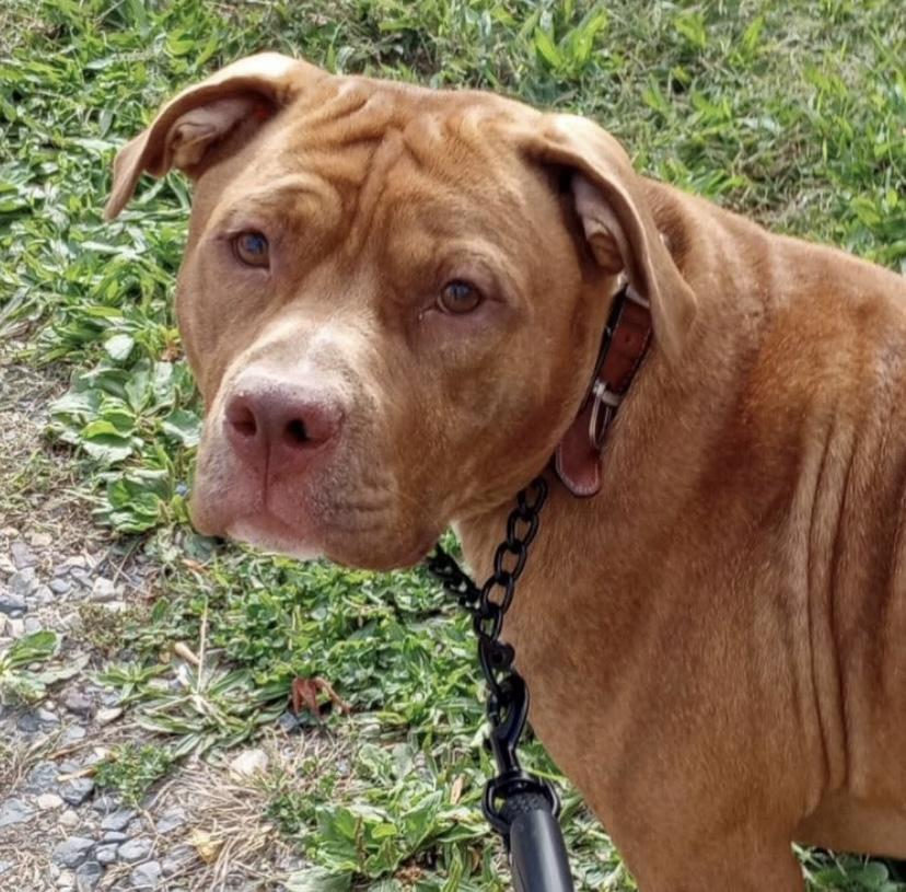 Enlarge Kane, a Adoptable mixed breed in Philadelphia, PA image 5/6