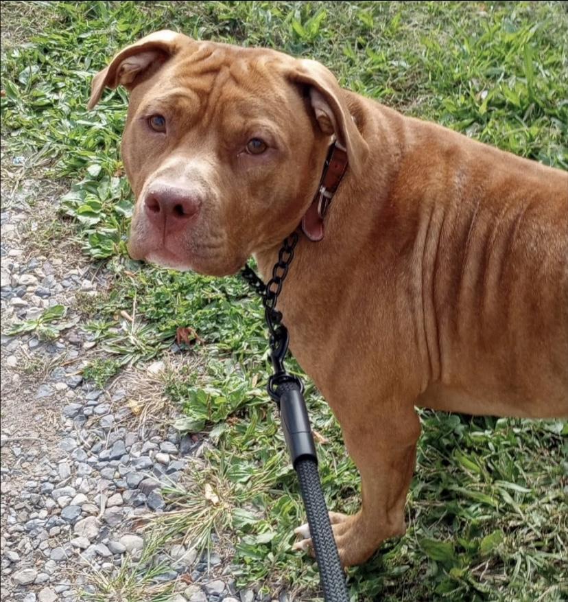 Kane, a Adoptable mixed breed in Philadelphia, PA image 5/6