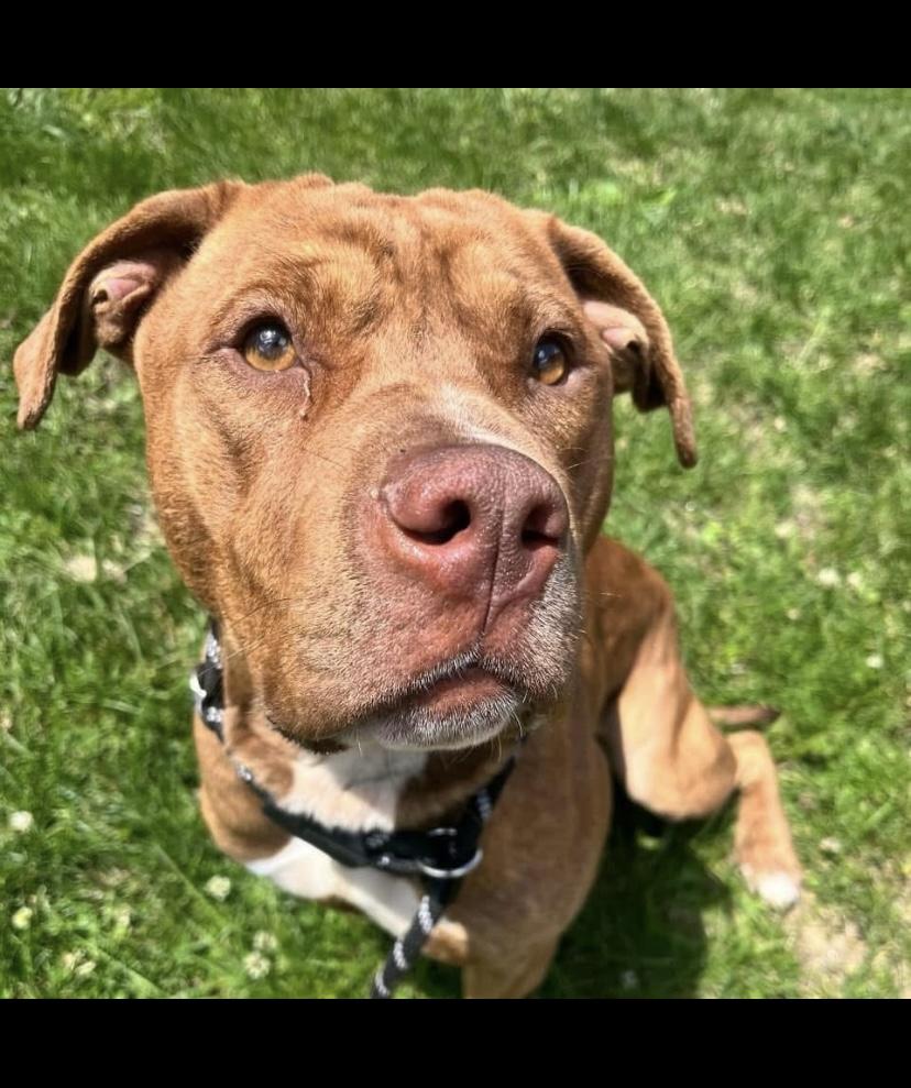 Kane, a Adoptable mixed breed in Philadelphia, PA image 2/6