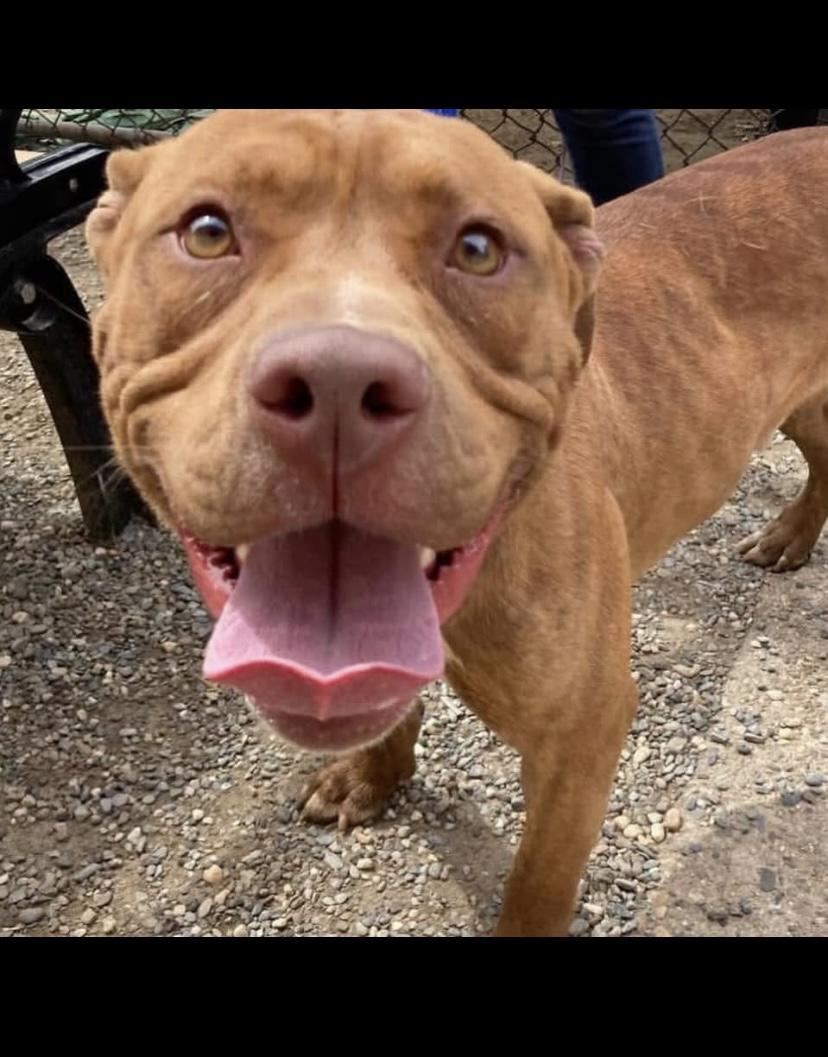 Kane, a Adoptable mixed breed in Philadelphia, PA image 3/6