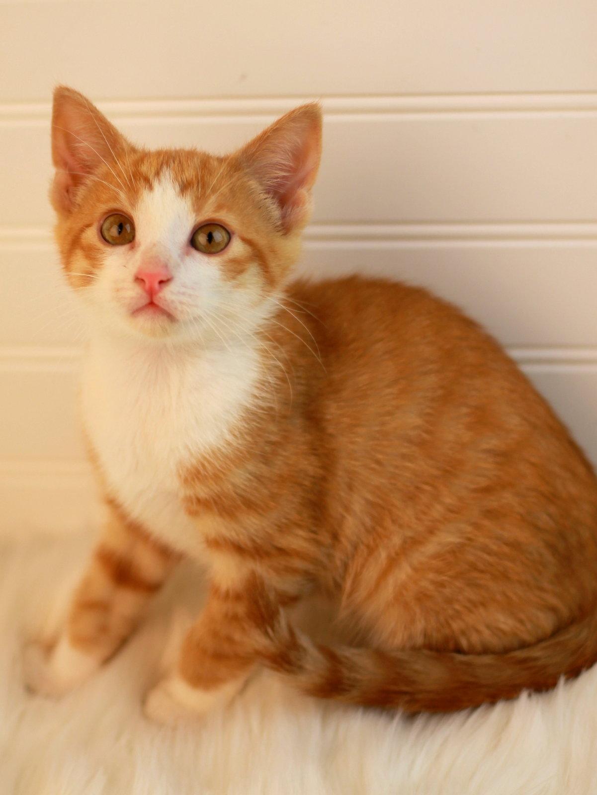 Saturn, Adoptable, Kitten Male Domestic Short Hair & Tabby.