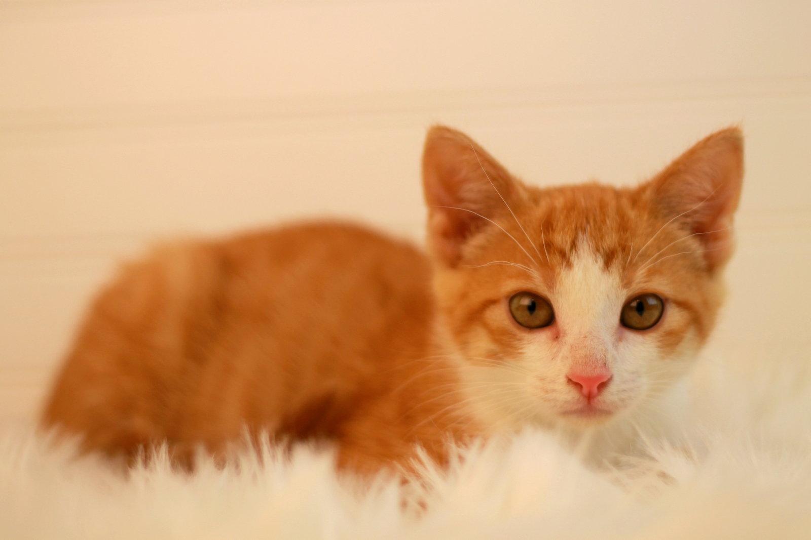 Saturn, a Adoptable mixed breed in Cookeville, TN image 2/3
