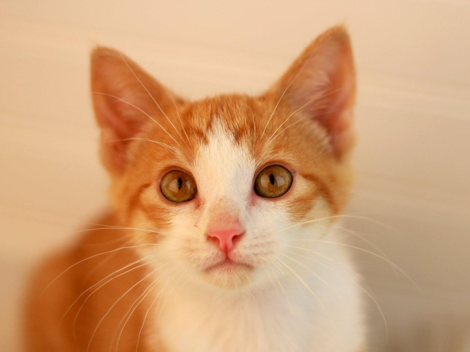 Saturn, a Adoptable mixed breed in Cookeville, TN image 3/3
