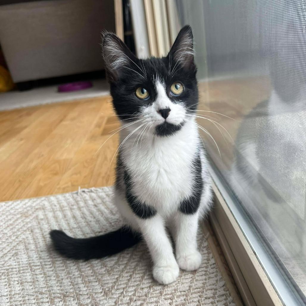 Nori - Kitten 1, Adoptable, Kitten Male Domestic Short Hair.