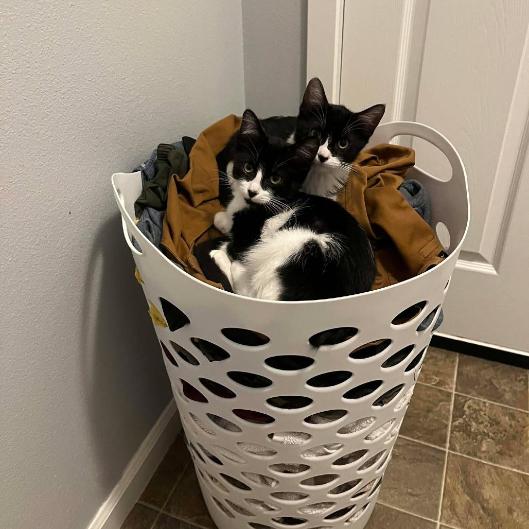 Nori - Kitten 1, a Adoptable Domestic Short Hair in Bend, OR image 2/6