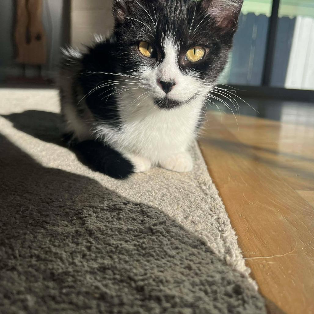 Nori - Kitten 1, a Adoptable Domestic Short Hair in Bend, OR image 3/6
