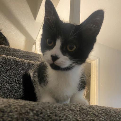 Nori - Kitten 1, a Adoptable Domestic Short Hair in Bend, OR image 4/6