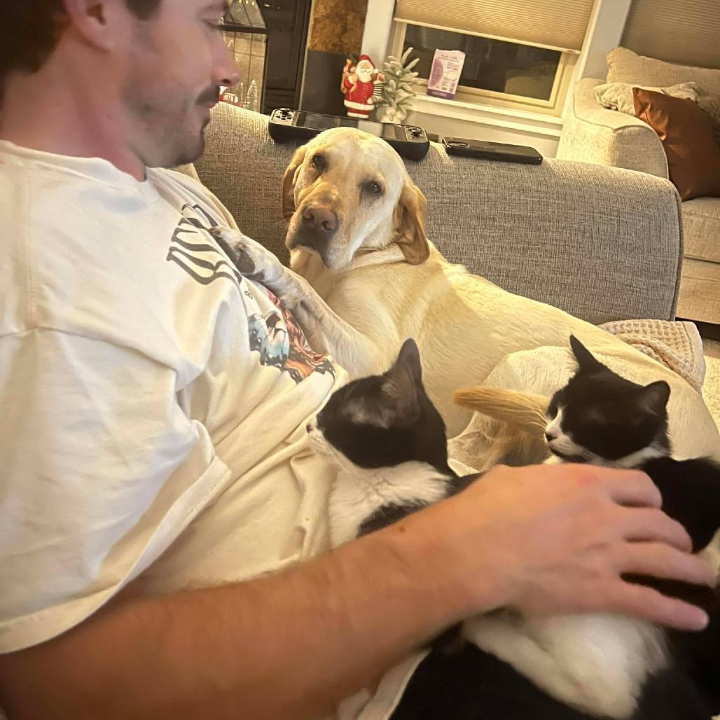 Nori - Kitten 1, a Adoptable Domestic Short Hair in Bend, OR image 5/6