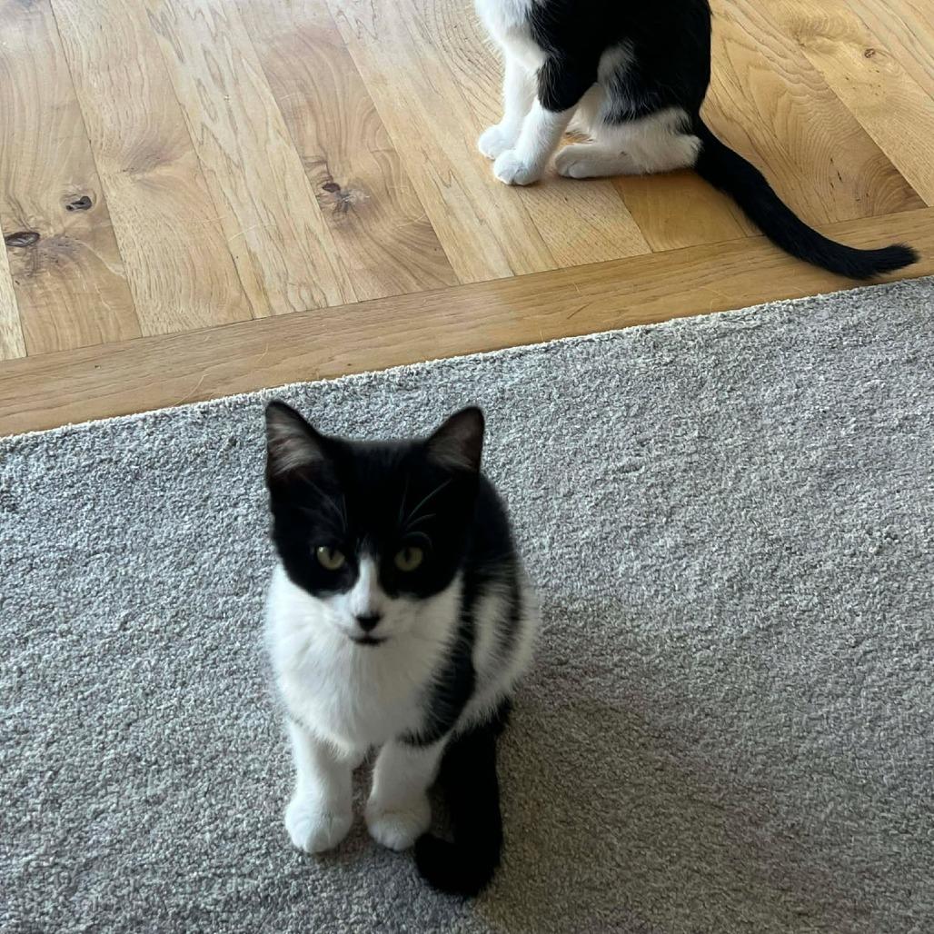 Nori - Kitten 1, a Adoptable Domestic Short Hair in Bend, OR image 6/6