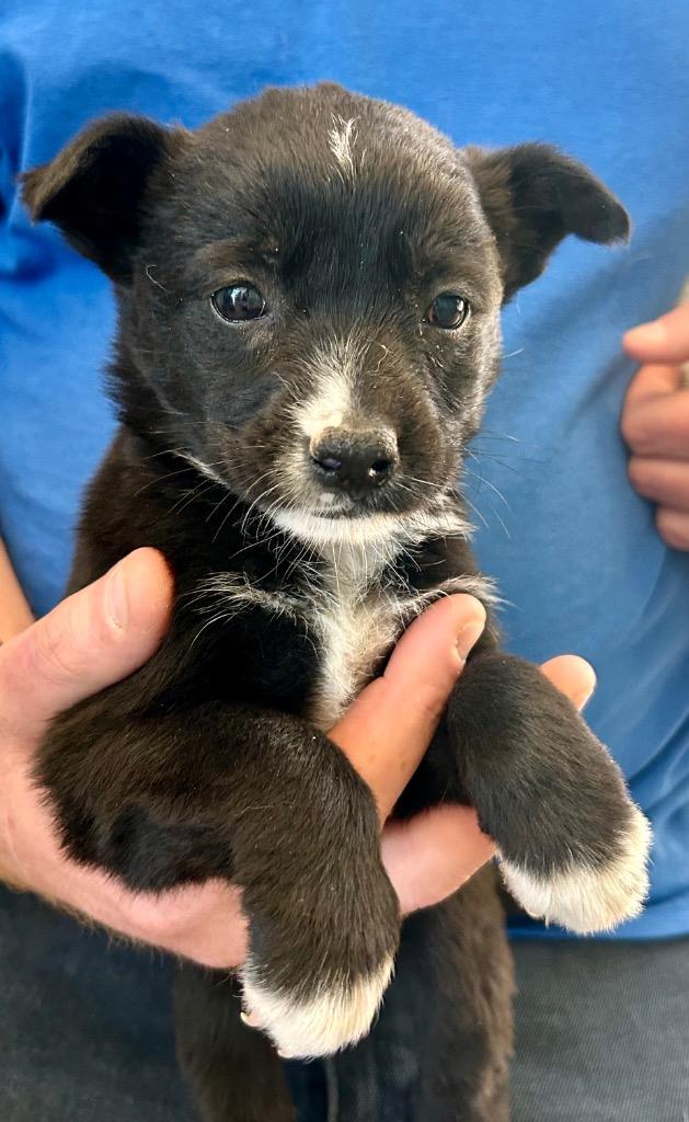 Piplup, Adoptable, Puppy Female Australian Shepherd.