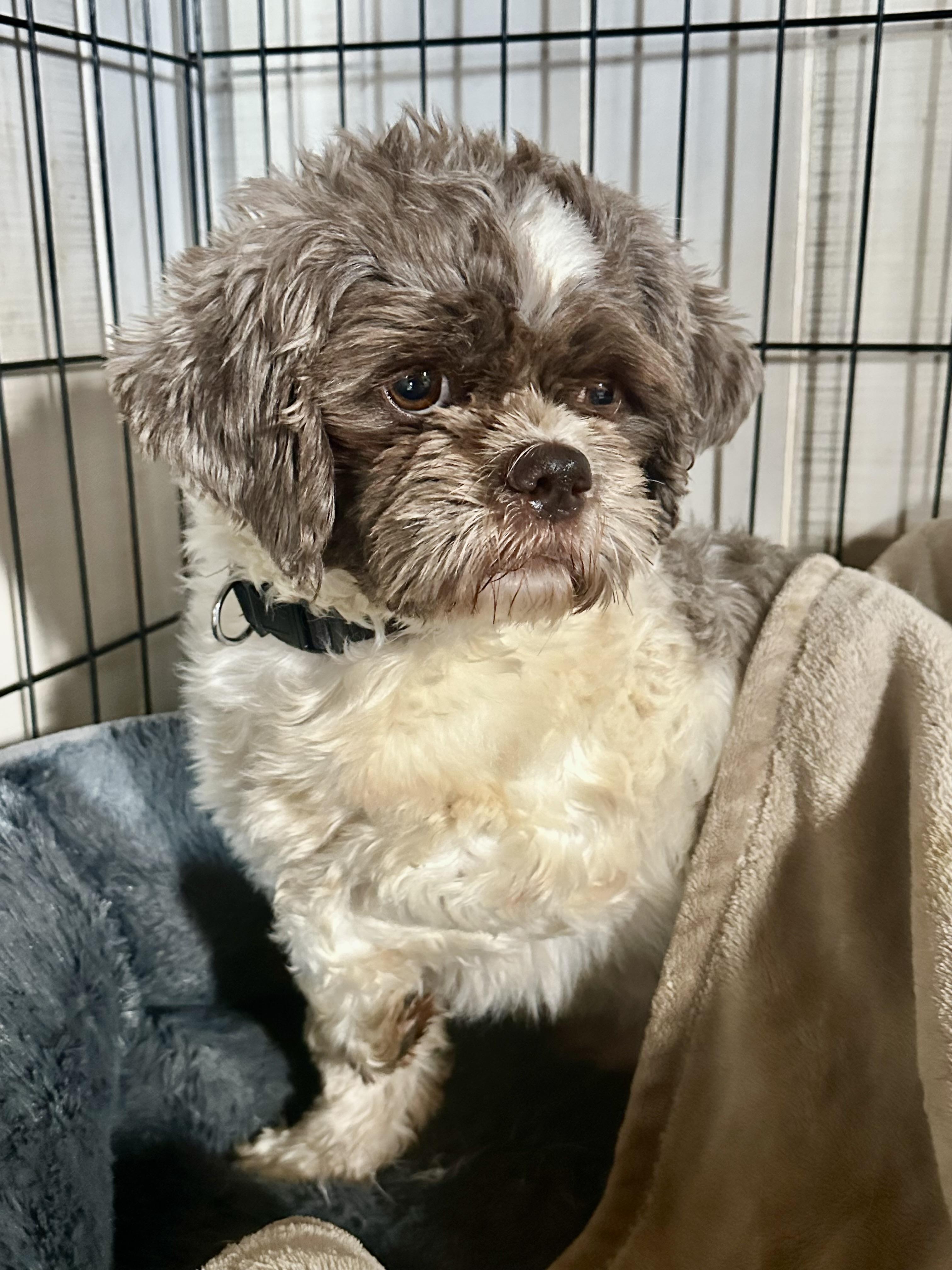 Enlarge Elf, a Adopted Shih Tzu in Richmond, KY image 2/6