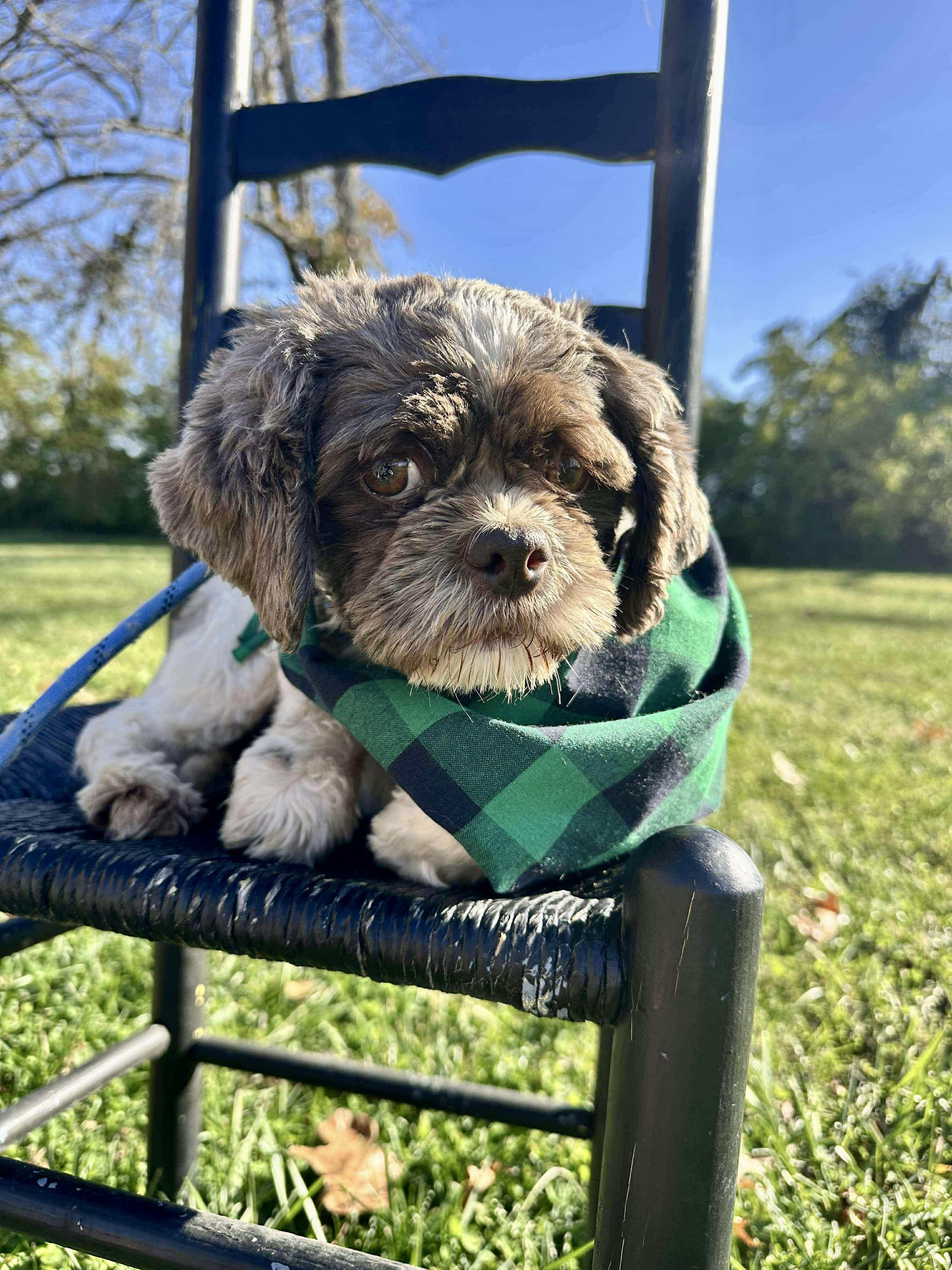 Enlarge Elf, a Adopted Shih Tzu in Richmond, KY image 3/6