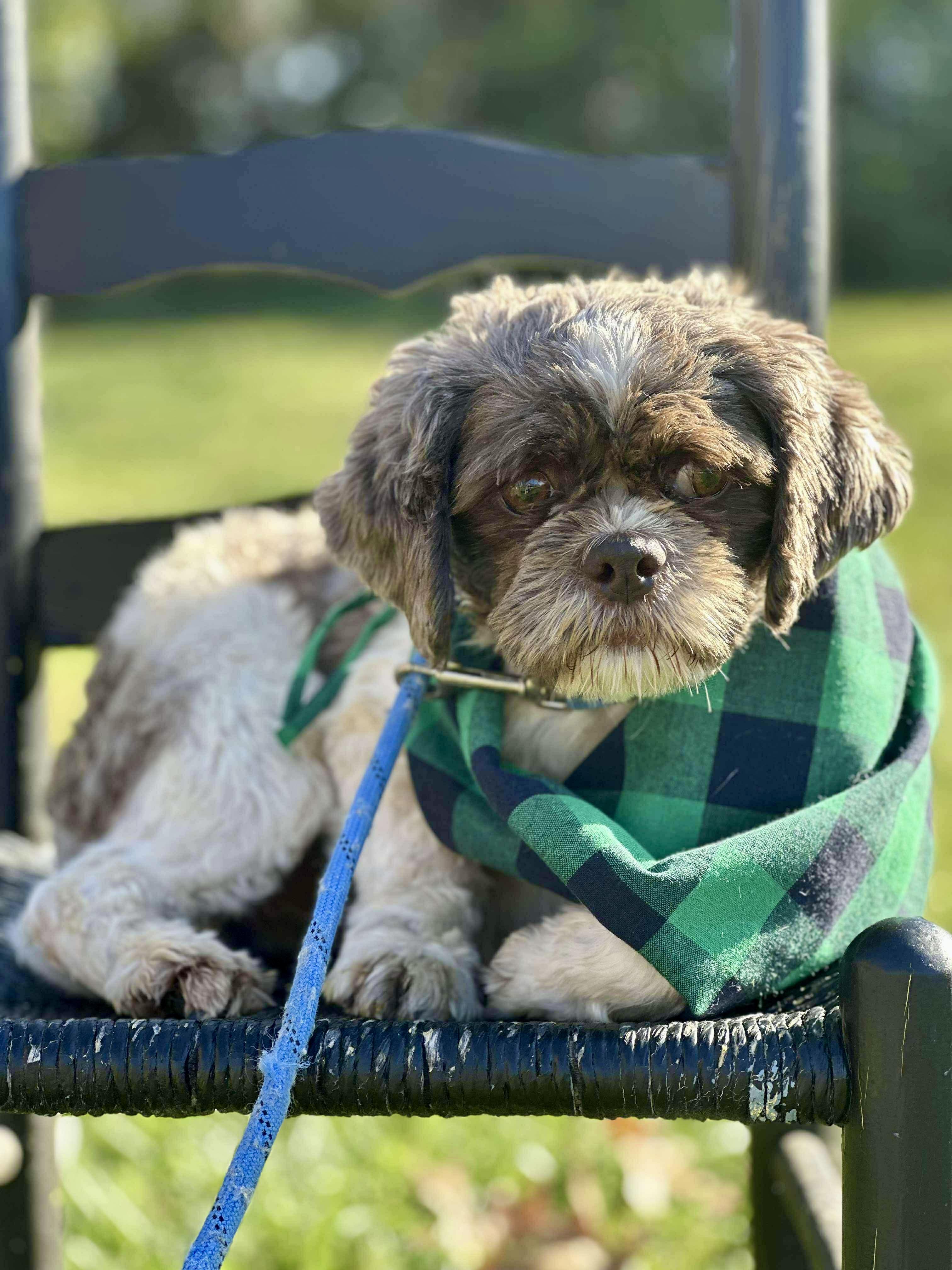 Enlarge Elf, a Adopted Shih Tzu in Richmond, KY image 4/6