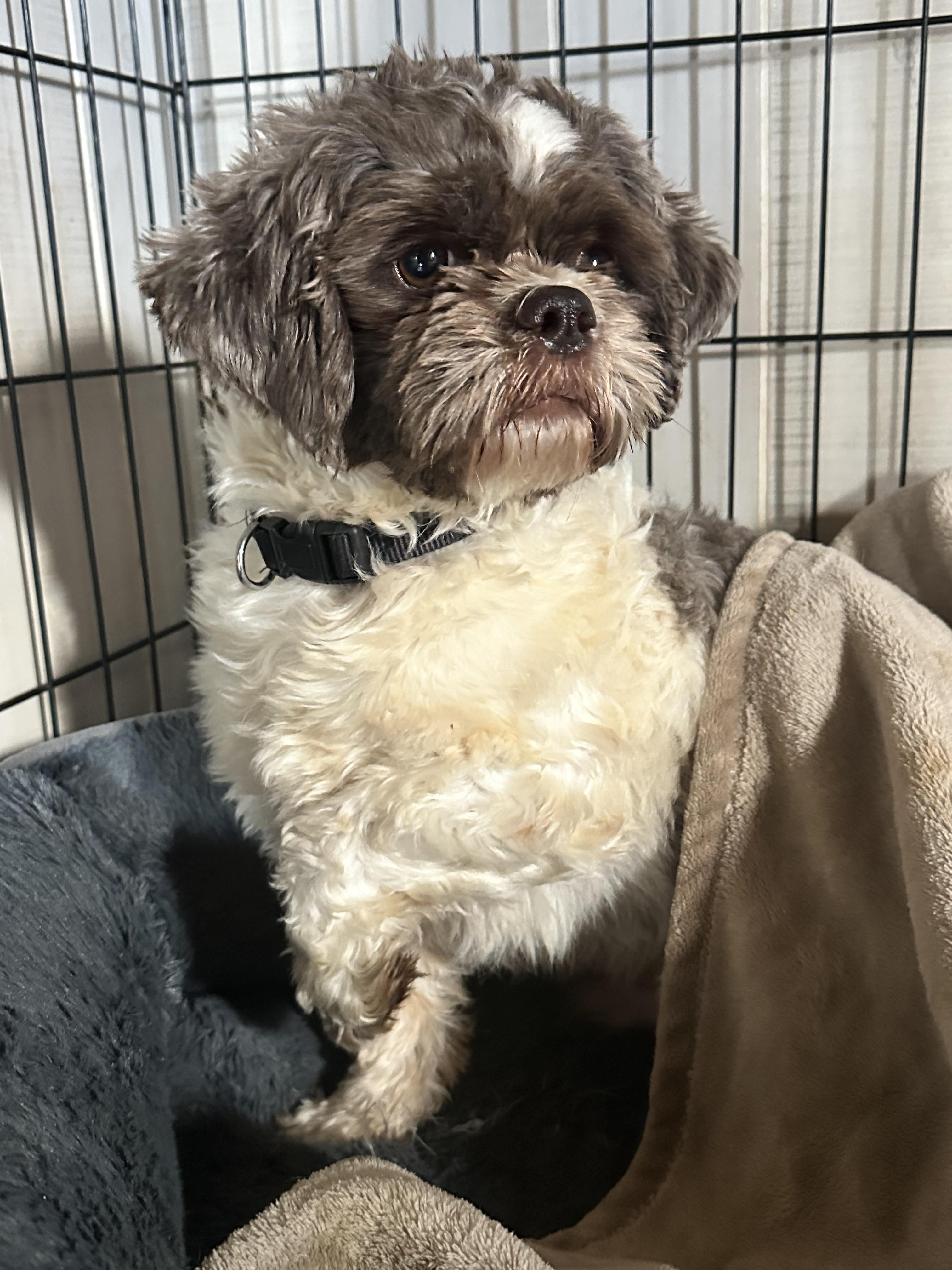 Enlarge Elf, a Adopted Shih Tzu in Richmond, KY image 6/6
