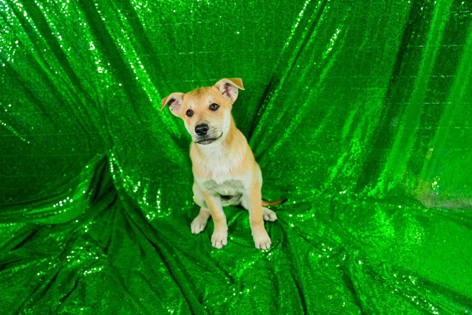 Enlarge Cheese, a ADOPTABLE mixed breed in Dellslow, WV image 3/5