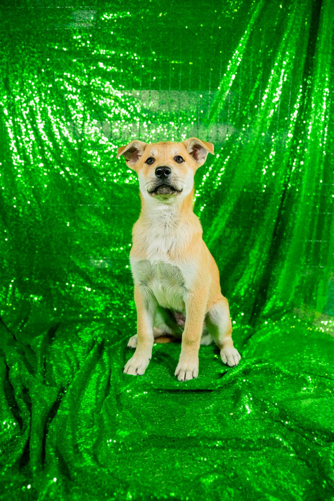 Enlarge Cheese, a ADOPTABLE mixed breed in Dellslow, WV image 4/5