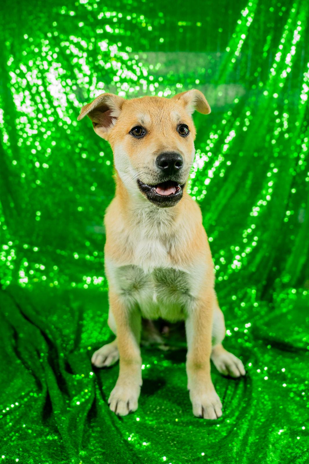 Enlarge Cheese, a ADOPTABLE mixed breed in Dellslow, WV image 2/5