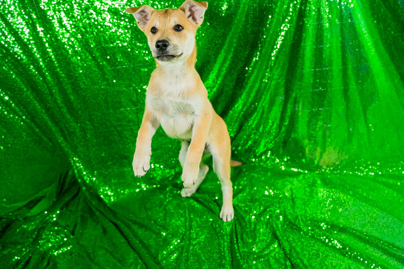 Enlarge Cheese, a ADOPTABLE mixed breed in Dellslow, WV image 5/5