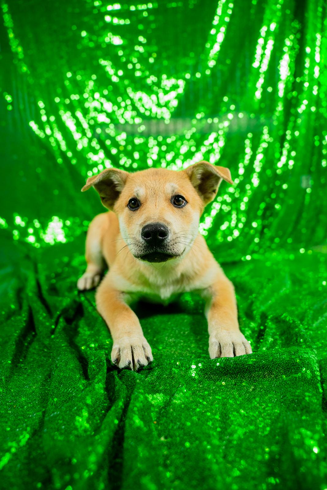 Enlarge Cheese, a ADOPTABLE mixed breed in Dellslow, WV image 1/5