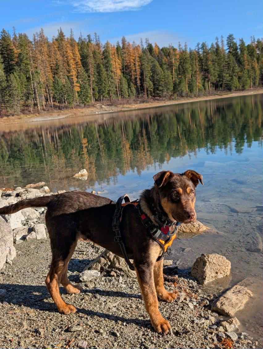 Benny, a Adoptable Mixed Breed in Polson, MT image 1/6