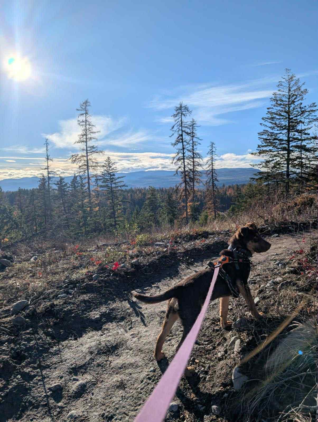 Benny, a Adoptable Mixed Breed in Polson, MT image 2/6