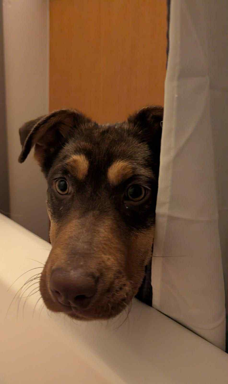 Benny, a Adoptable Mixed Breed in Polson, MT image 3/6