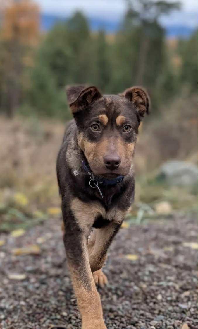 Benny, a Adoptable Mixed Breed in Polson, MT image 4/6