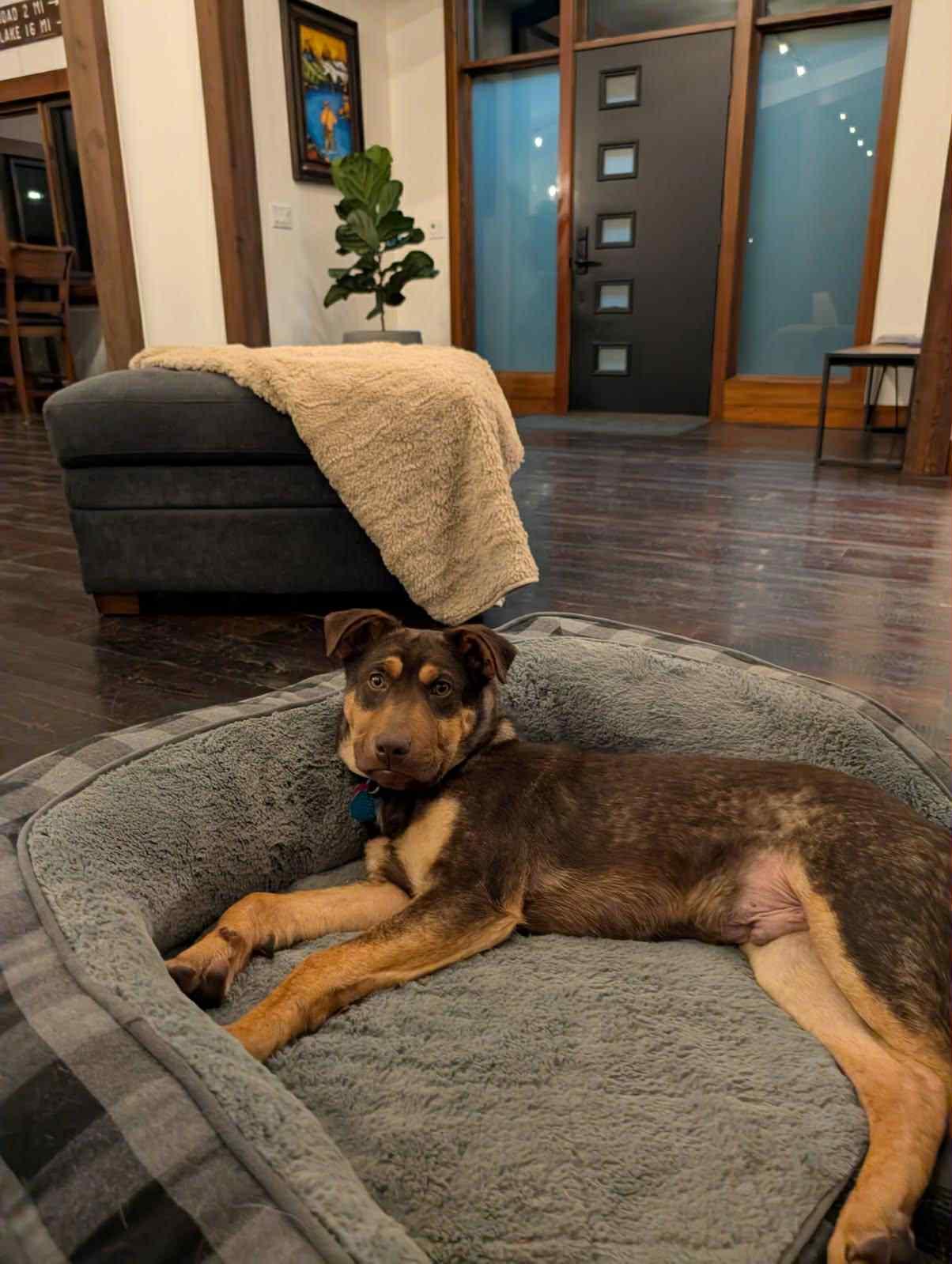 Benny, a Adoptable Mixed Breed in Polson, MT image 6/6